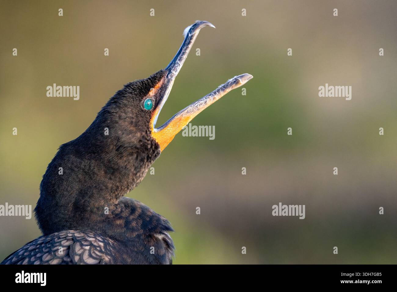 Primo piano del cormorano a doppia cresta (Nannopterum auritum) - Green Cay Wetlands, Boynton Beach, Florida, USA Foto Stock