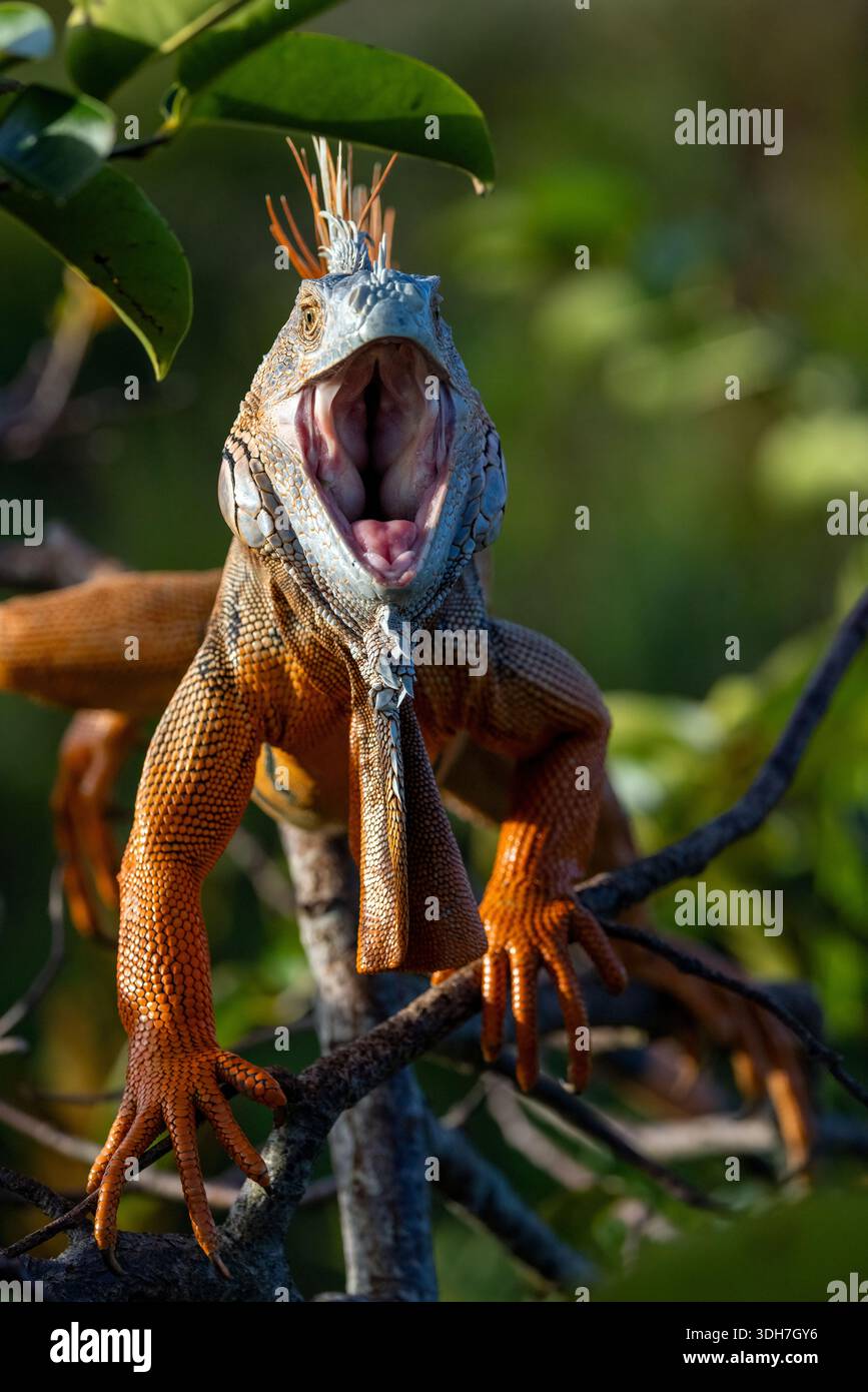 Verde (iguana Iguana iguana) - Verde Cay zone umide, Boynton Beach, Florida, Stati Uniti d'America Foto Stock