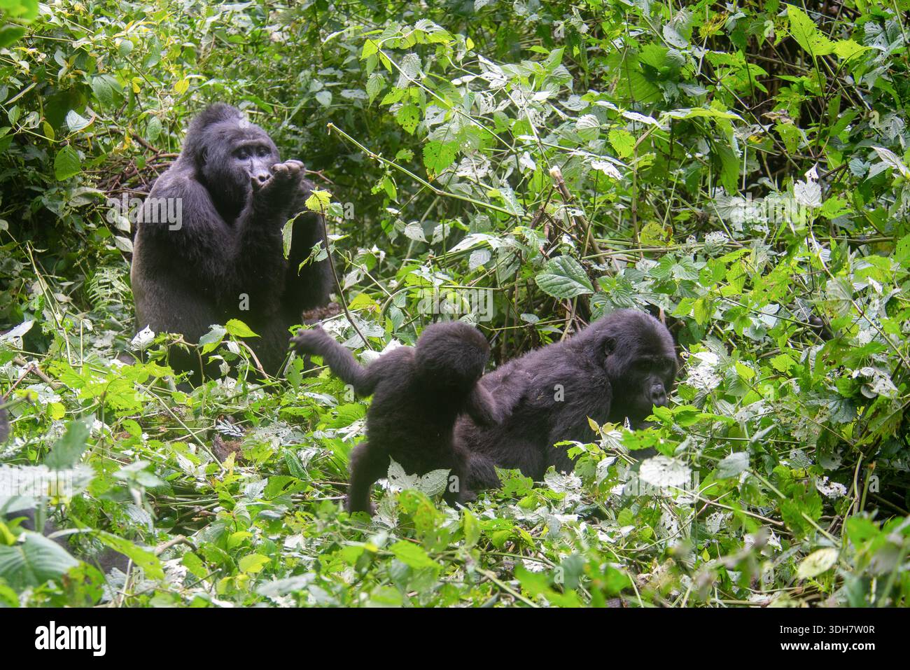 Un tranquillo gorilla di montagna silverback si trova tra la fitta vegetazione del Parco Nazionale impenetrabile di Bwindi, Uganda, che sorvegliano tranquillamente la sua famiglia e il suo emb Foto Stock