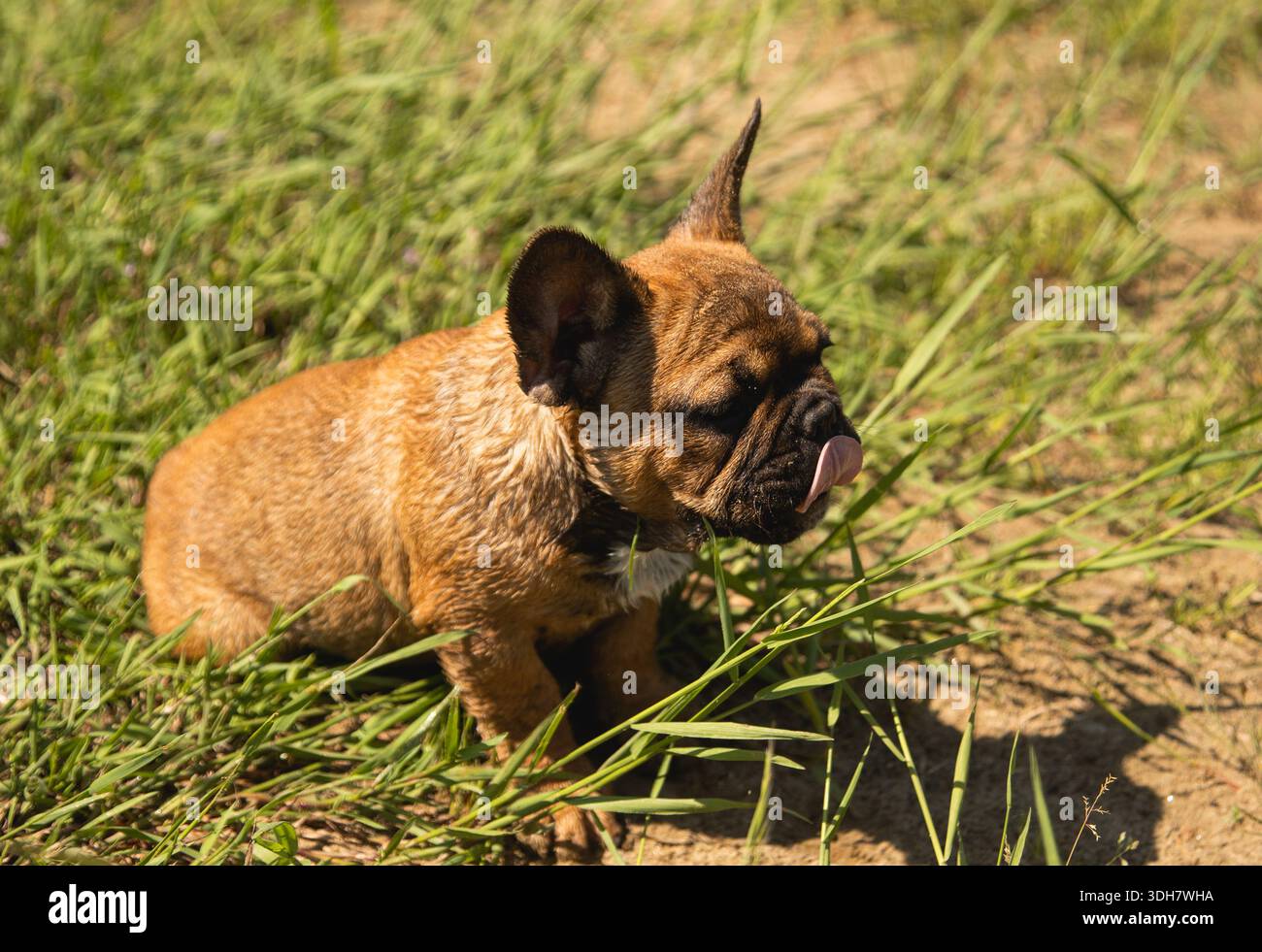 Piccolo cucciolo di bulldog marrone che si gode l'estate mentre si tiene la lingua fuori Foto Stock
