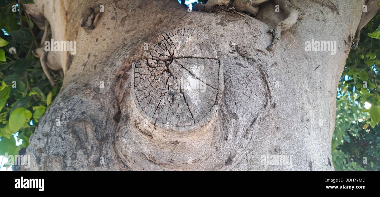 Tronco di albero con nodo di ramoscello rifilato e struttura in legno intemprato Foto Stock