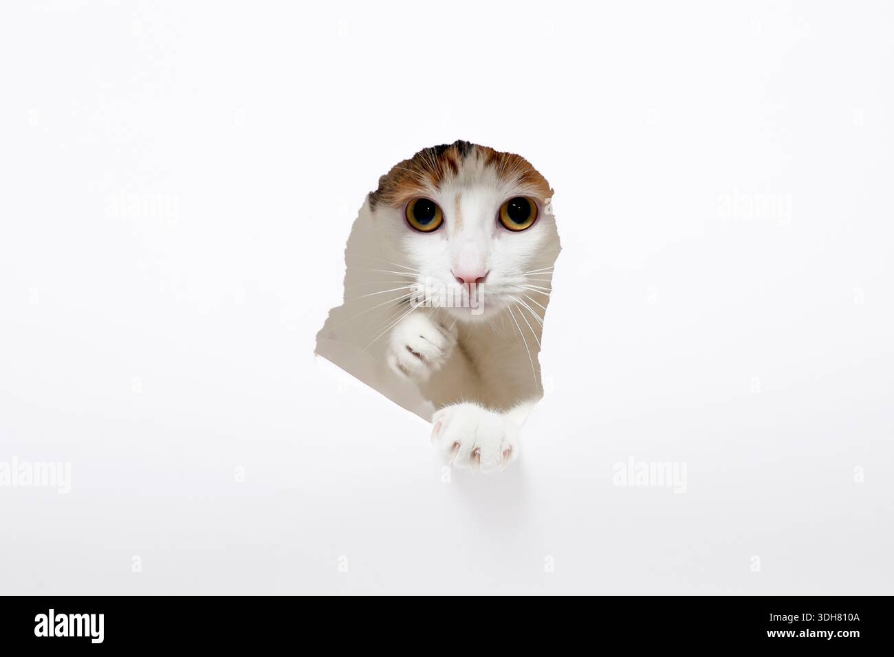 Gatto che guarda attraverso un foro in carta bianca con zampa visibile Foto Stock