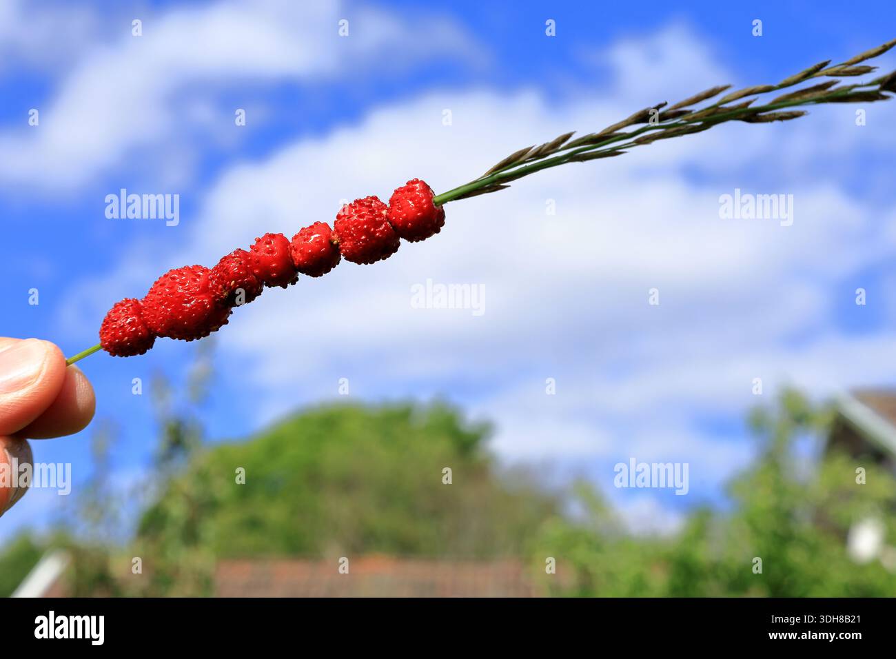 Fragole selvatiche su fieno o paglia di erba lunga. Snack gustoso. Tradizionale attività estiva. Foto concettuale. Tenuto a mano. Primo piano e blu nuvoloso isolato Foto Stock