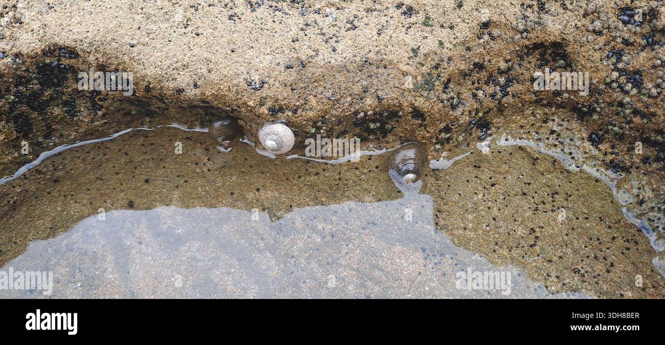 Lumache marine che vivono in una piscina naturale rocciosa con acque cristalline dell'oceano Foto Stock