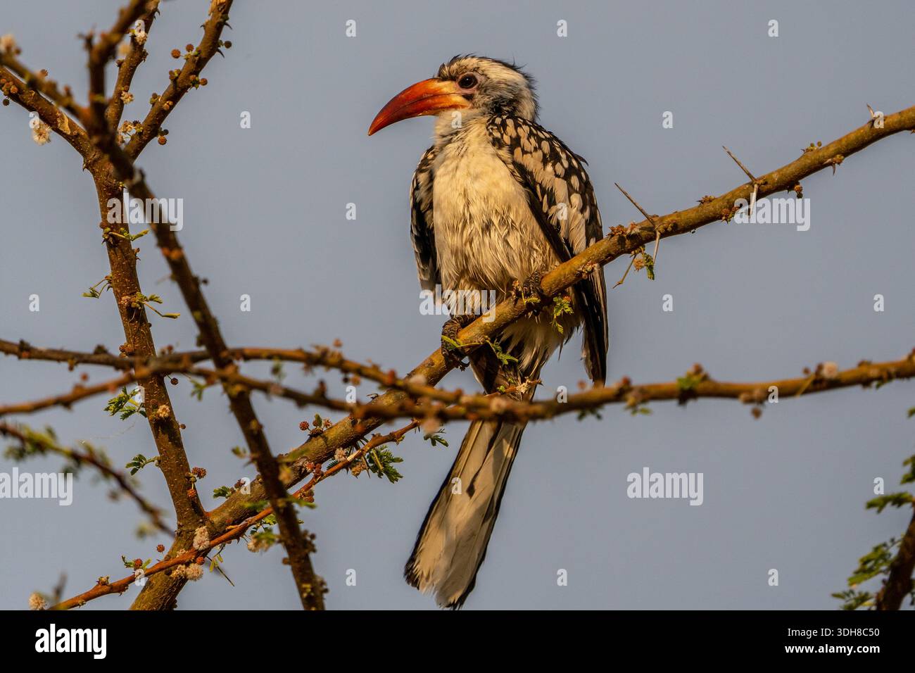 Tockus Deckeni (falda di Von der Decken) Foto Stock