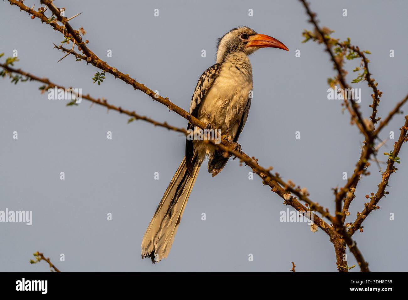 Tockus Deckeni (falda di Von der Decken) Foto Stock