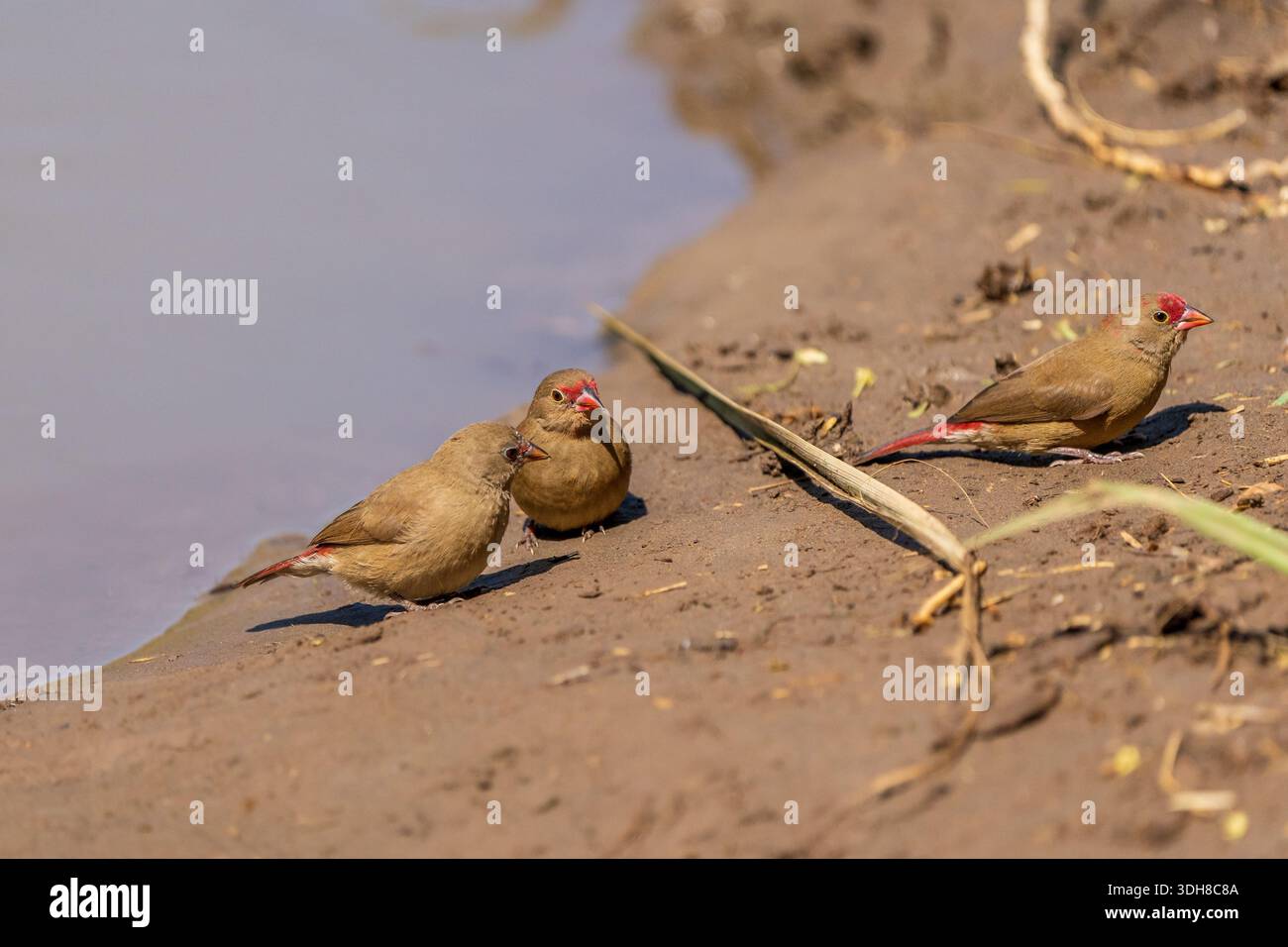 Lagonosticta senegala - donna (Firaffinch a becco rosso) Foto Stock