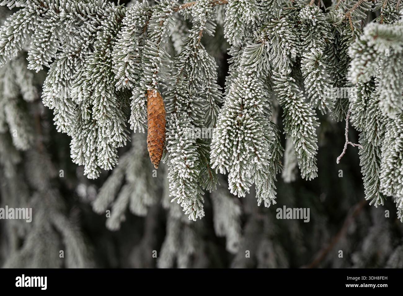 Rami di abete blu ricoperti di gelo con un cono di pino appeso in una tranquilla foresta invernale. Dettagli invernali degli aghi di abete rosso blu rivestiti in hoarfrost. Foto Stock