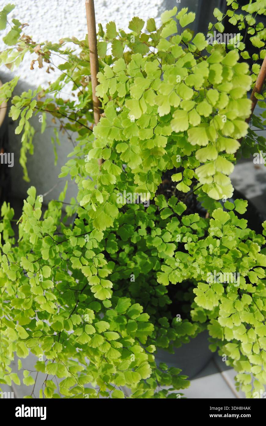 Feixe de folhas verdes largas e lanceoladas com gotas de orvalho ou chuva, em foco próximo contra fundo escuro desfocado, destacando texturas úmidas e Foto Stock