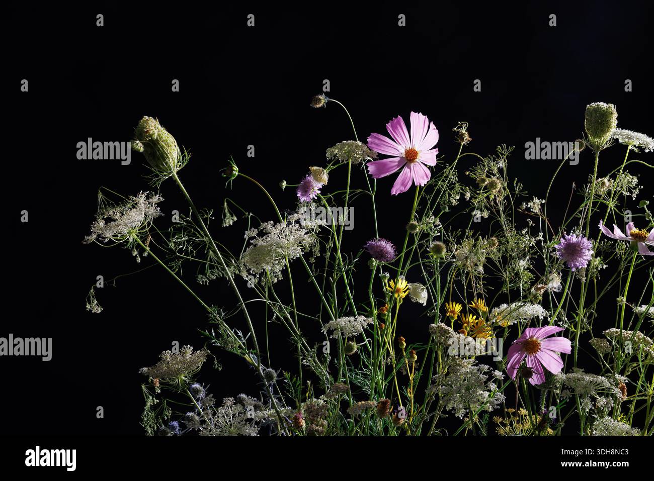 Fiori selvatici che fioriscono su sfondo scuro, vibrante contrasto floreale. Foto Stock