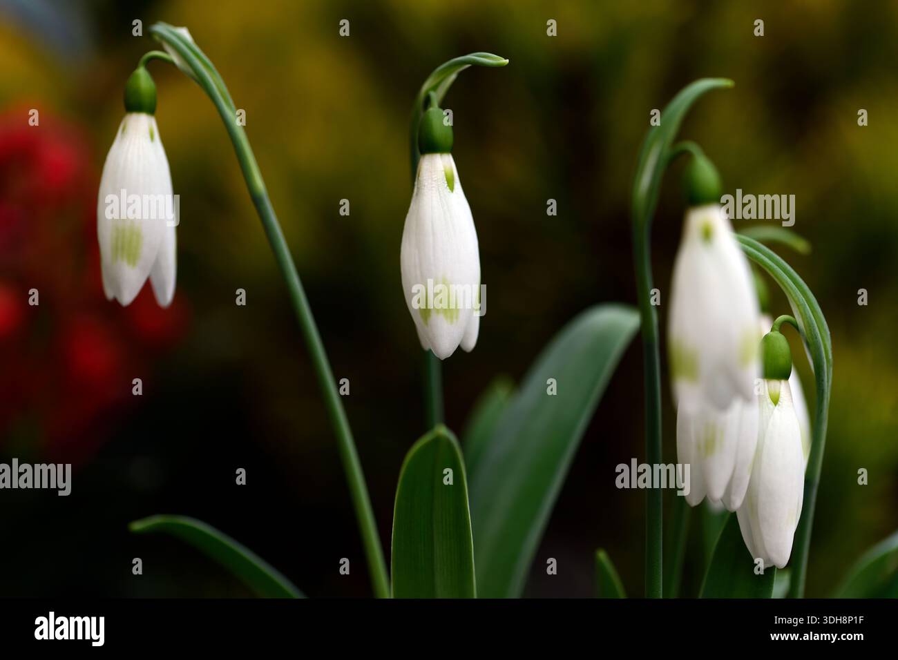 galanthus moya's green, snowdrop ibrido con punta verde, snowdrop ibrido, galanthus ibrido, collettori snowdrop, galantofilo, primavera, fiore, fiori, fiore Foto Stock