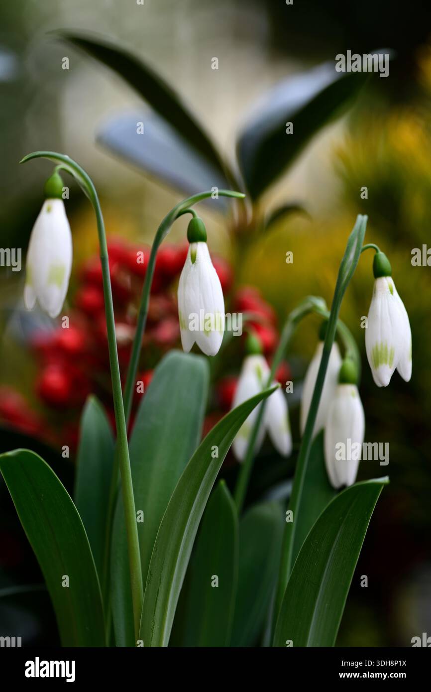 galanthus moya's green, snowdrop ibrido con punta verde, snowdrop ibrido, galanthus ibrido, collettori snowdrop, galantofilo, primavera, fiore, fiori, fiore Foto Stock