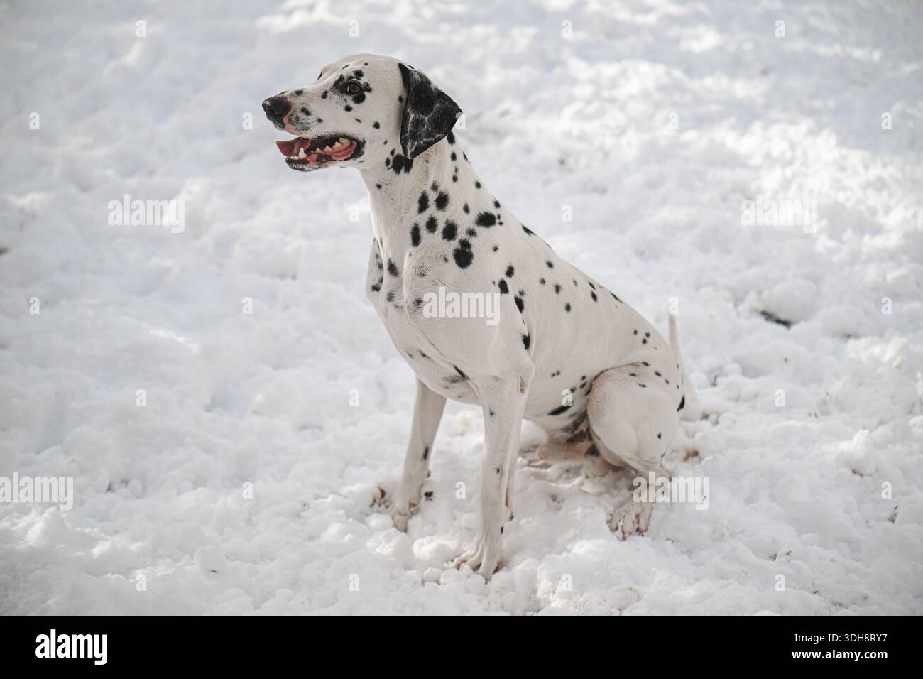 Un cane dalmata è seduto nella neve. Il cane sta guardando la telecamera. La scena è tranquilla e tranquilla Foto Stock