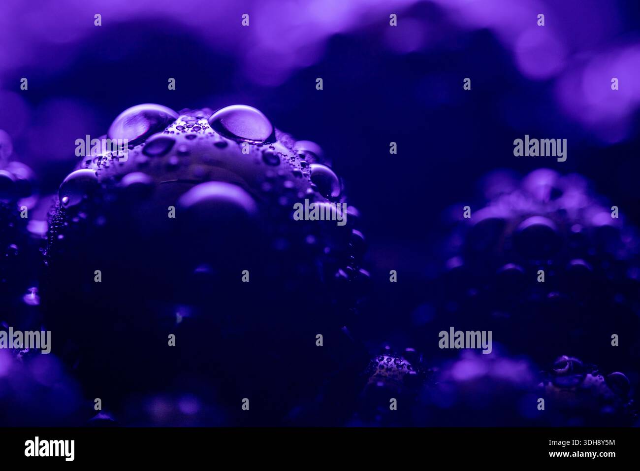 L'immagine è di un oggetto viola con molte piccole gocce d'acqua. Le goccioline sono sparse su tutto l'oggetto, creando un senso di movimento Foto Stock