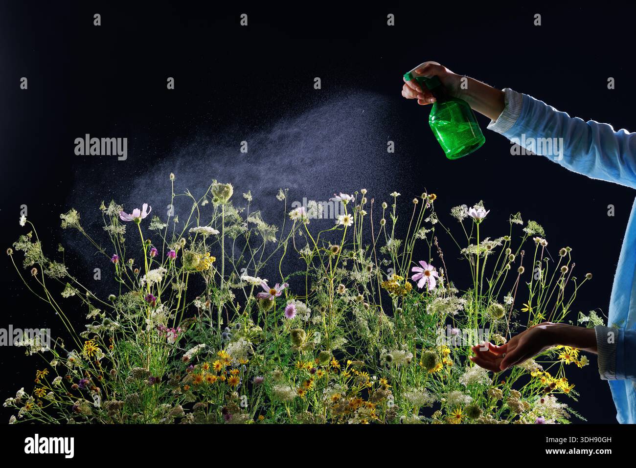 Spruzzando fiori selvatici con nebbia d'acqua su sfondo scuro, un concetto di natura rinfrescante Foto Stock