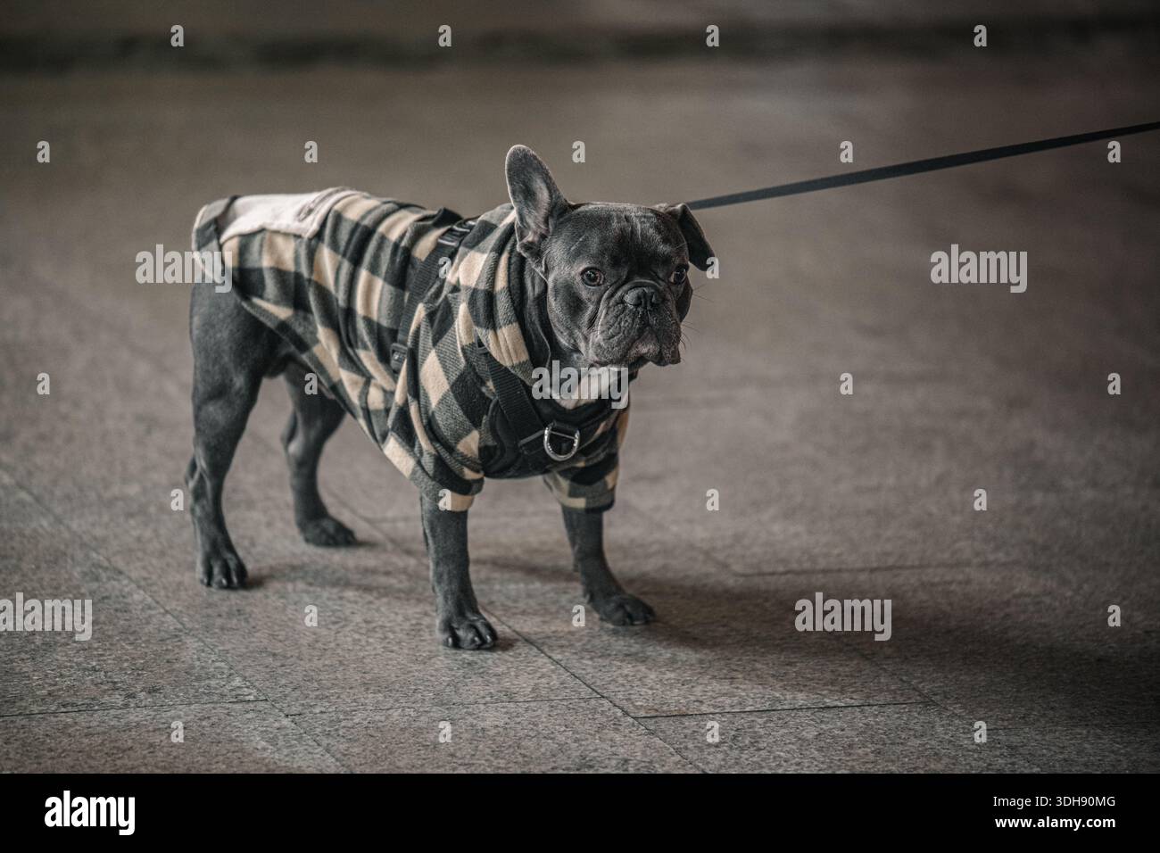 Un cane che indossa una giacca a quadri si trova su un marciapiede. Il cane sta fissando la telecamera Foto Stock