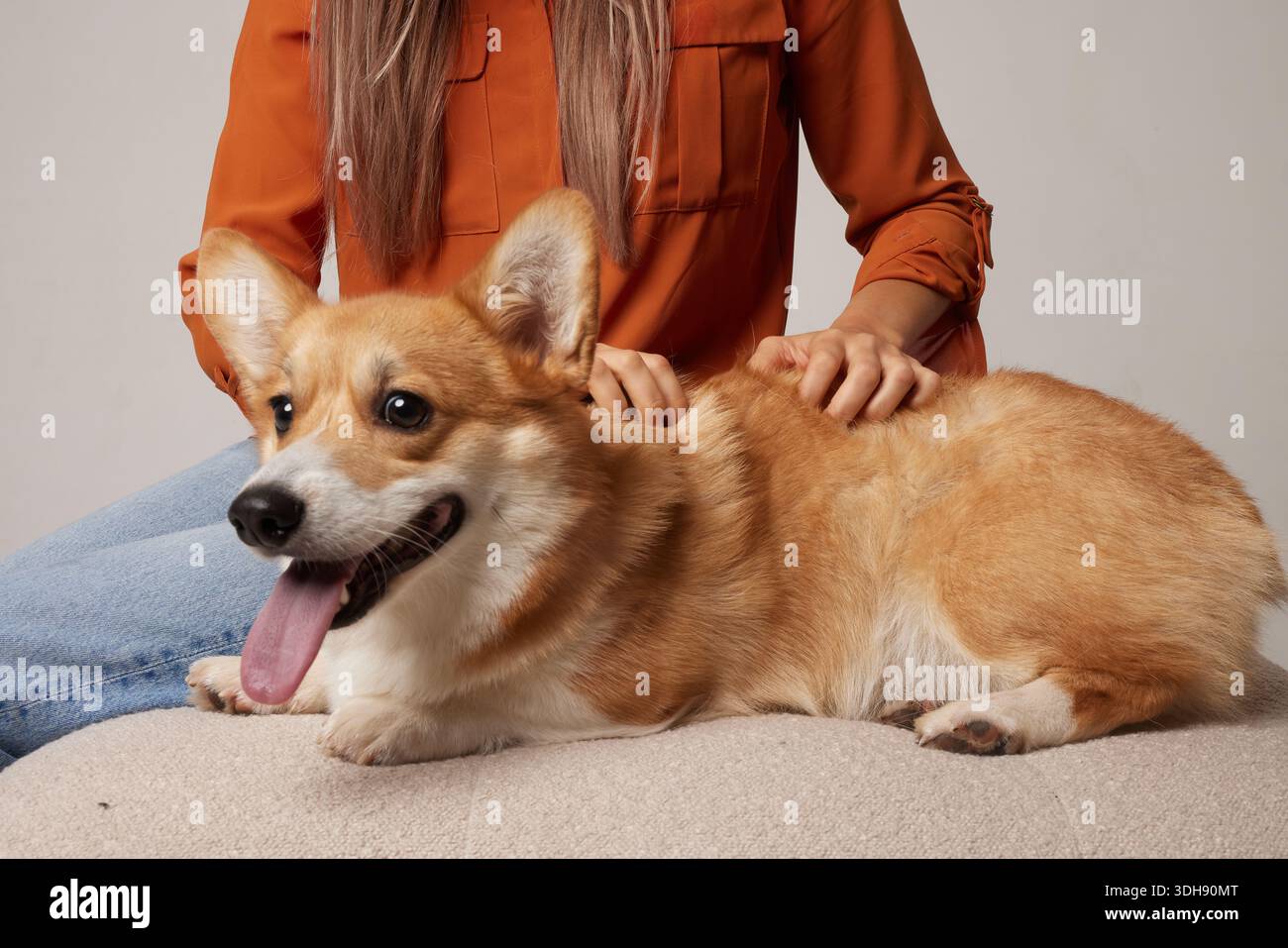 Corgi sdraiato sul divano con la lingua fuori mentre il proprietario torna a casa mostrando comfort relax e delicata cura degli animali domestici Foto Stock