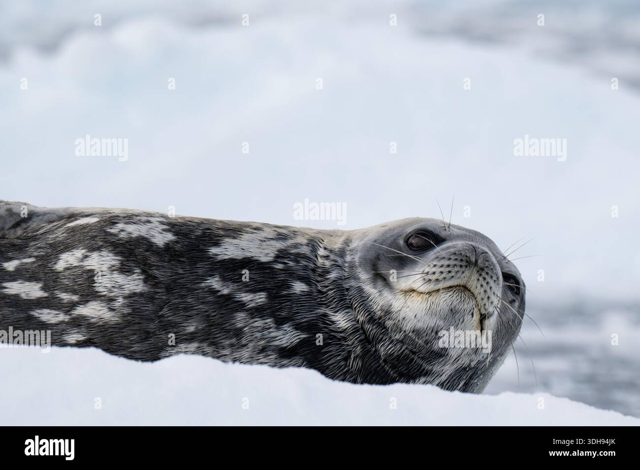 Antartide, Penisola Antartica, Lemaire Channel, Hidden Bay. Sigillo Weddell sull'iceberg. Foto Stock