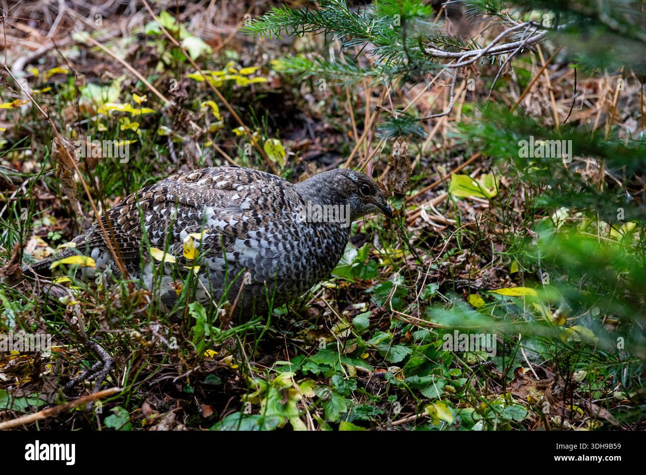 Ptarmigan dalla coda bianca nel parco nazionale delle montagne rocciose Foto Stock