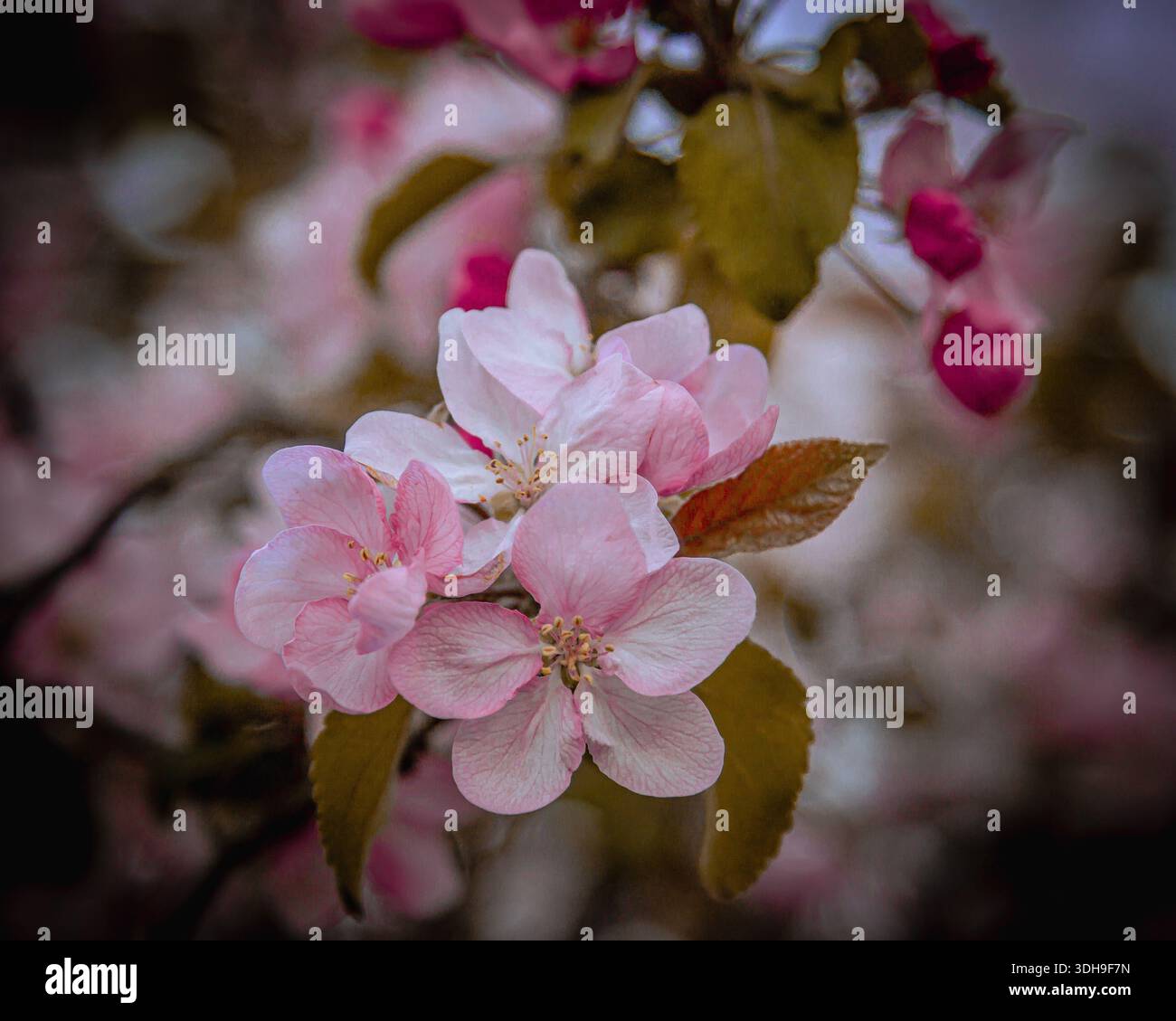 Il melo rosa fiorisce in primavera. Ramo dell'albero da frutto con fiori da vicino. Foto Stock