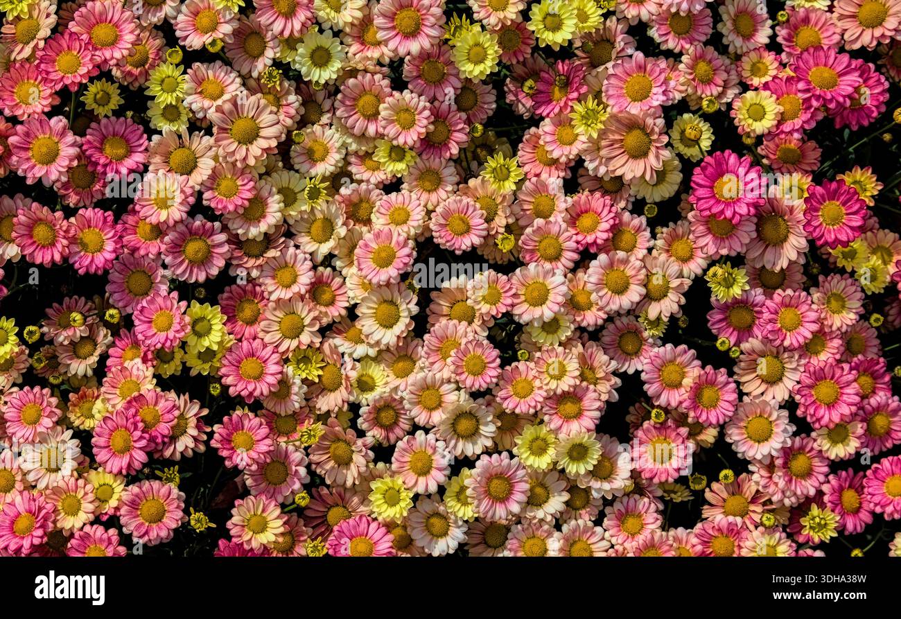 Vista dall'alto verso il basso di molti fiori multicolori che crescono da vicino insieme, con sfumature che vanno dal giallo al bianco e al rosa Foto Stock