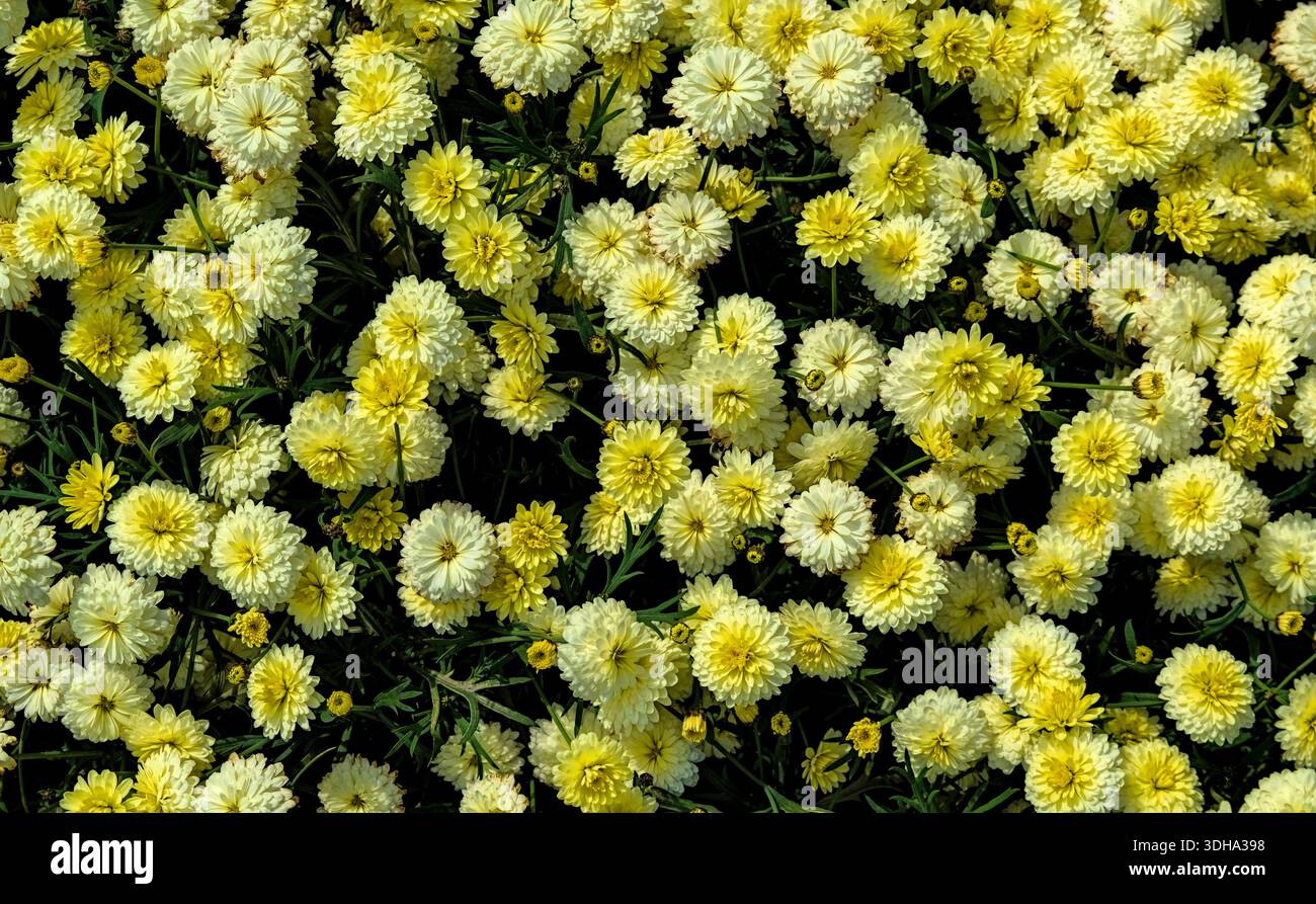 Vista dall'alto verso il basso di molti fiori gialli che crescono da vicino insieme Foto Stock