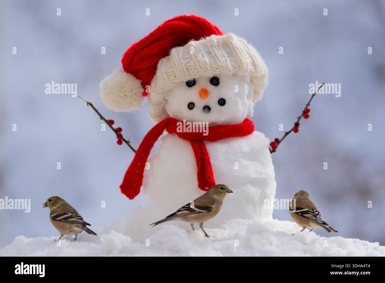 American goldfinch e un piccolo pupazzo di neve in un ambiente invernale innevato Foto Stock