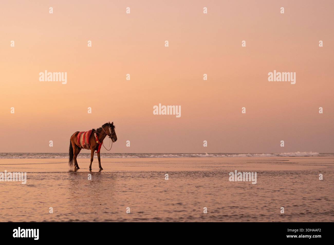 Solitary Horse su una tranquilla spiaggia al tramonto Foto Stock