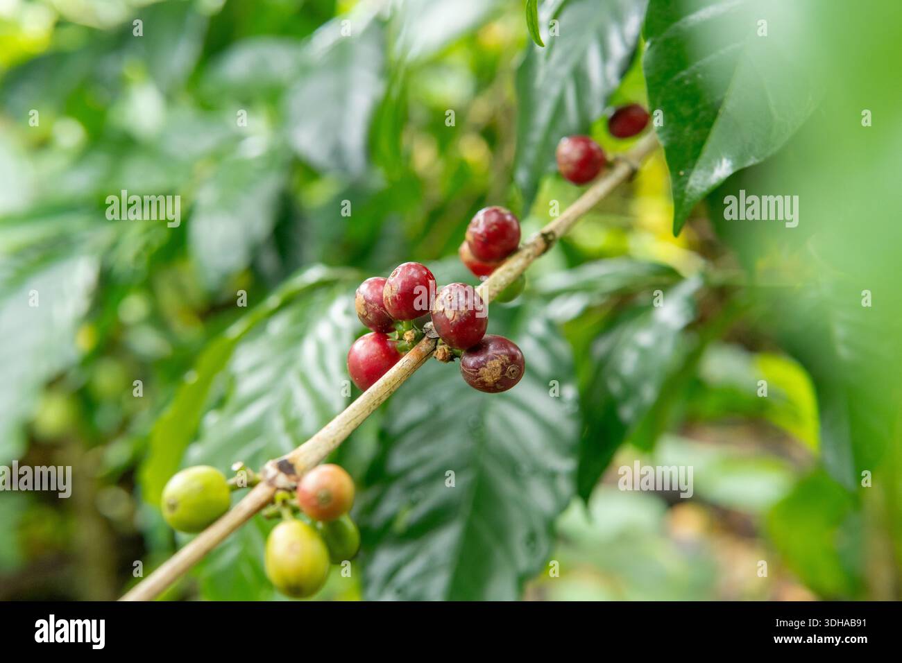 Primo piano delle bacche di caffè che maturano sul ramo. Autentica fotografia agricola di chicchi di caffè rossi e verdi in un ambiente tropicale naturale. Foto Stock