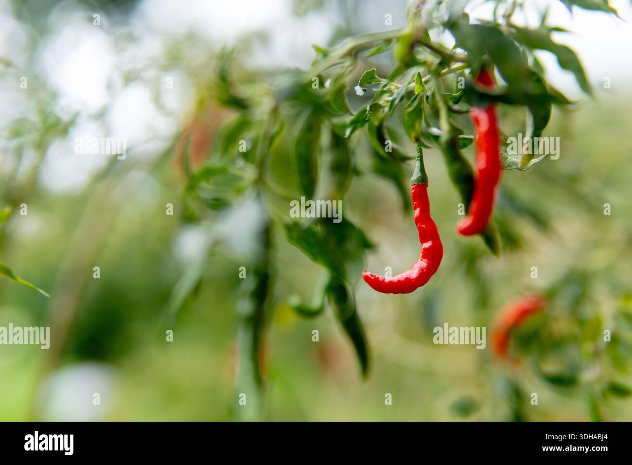 Primo piano di peperoncini freschi di uccello rosso che maturano su un cespuglio verde con un morbido sfondo bokeh in un giardino. Foto Stock