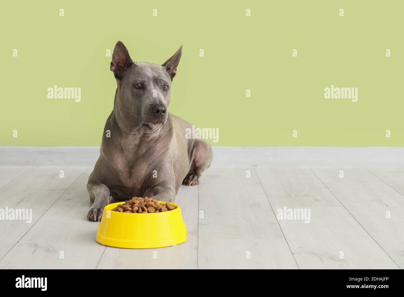 Carino cane e ciotola Thai ridgeback con cibo secco vicino al muro verde Foto Stock