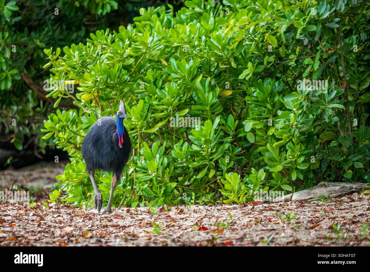 Cassowary meridionale - casuarius casuarius, un grande uccello di terra unico e iconico originario delle foreste dell'Indonesia, della Papua nuova Guinea e dell'Austr nord-orientale Foto Stock