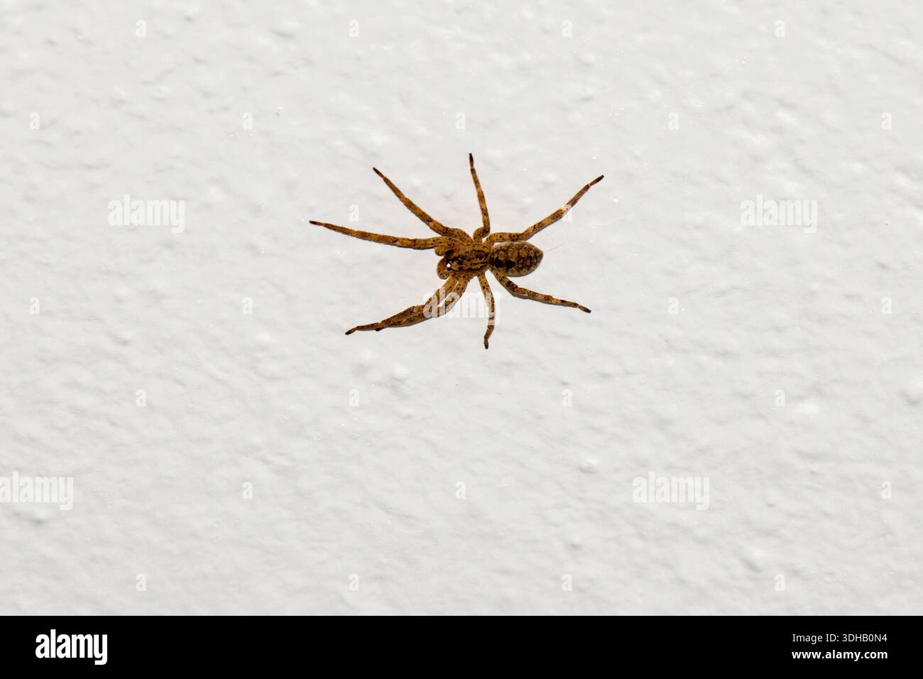 I ragni lupi (famiglia Lycosidae) sono cacciatori robusti e agili noti per la loro particolare disposizione degli occhi e la cura materna. Foto Stock