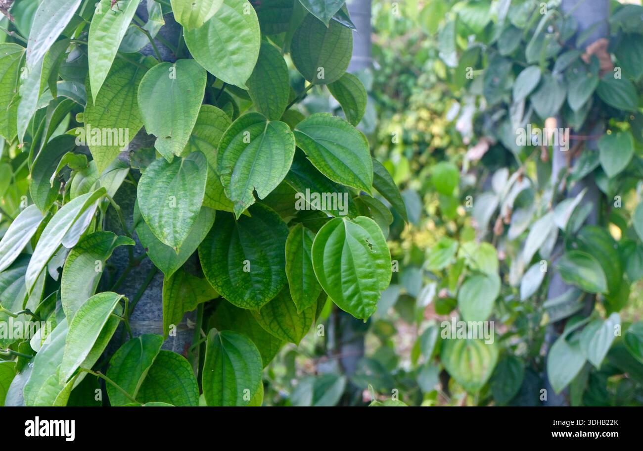 La vite di pepe thailandese sale su palo di legno, foglie lussureggianti a forma di cuore verde con semi aromatici, saporite spezie culinarie alle erbe e condimento naturale. Foto Stock