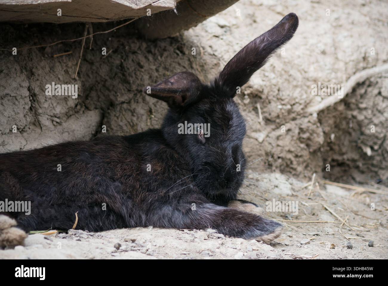 Un coniglio nero riposa tranquillamente sul suolo accanto alla sua tana, riparato sotto i tronchi caduti in un habitat naturale all'aperto Foto Stock