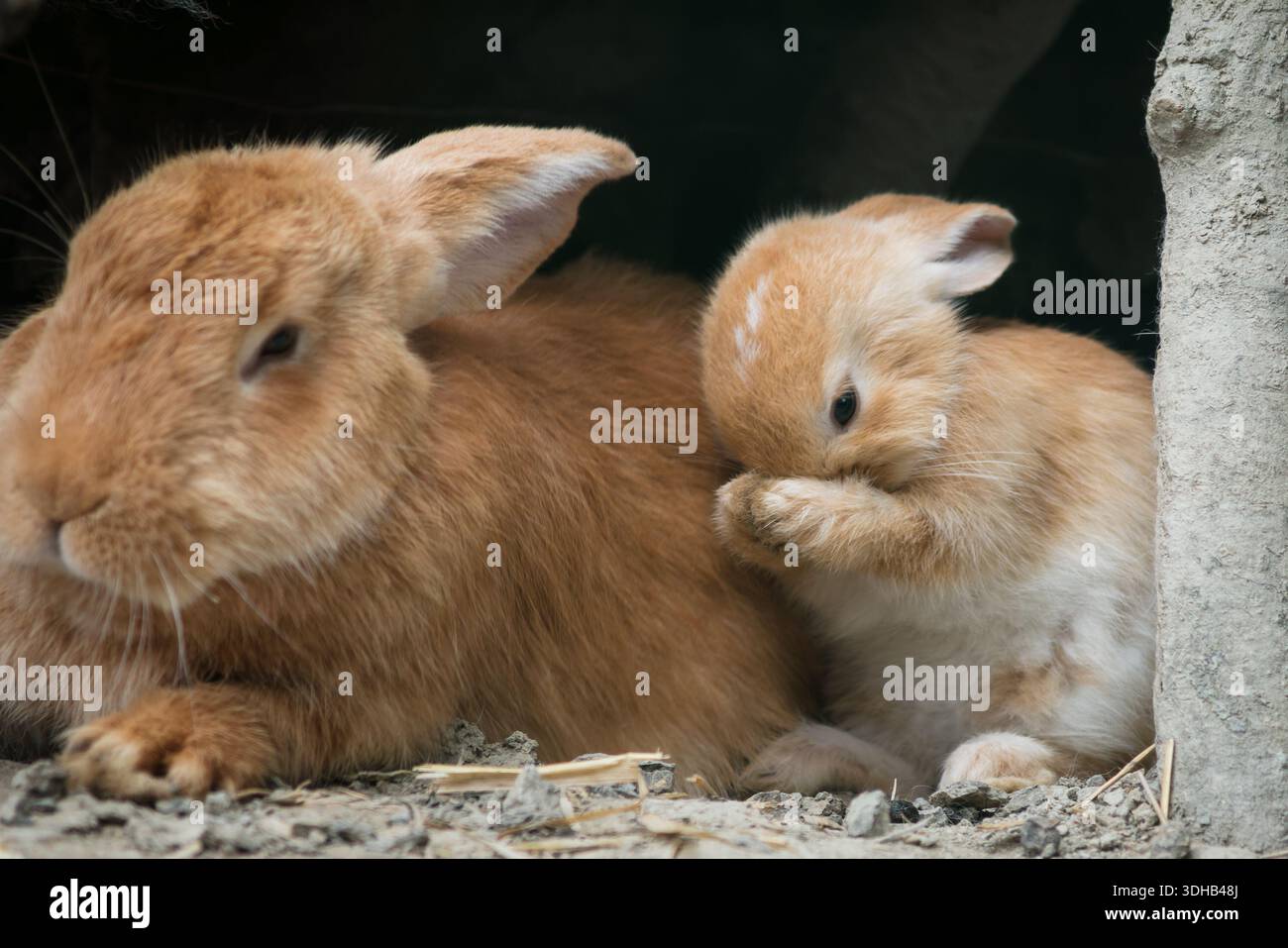 Un giovane coniglio rosso si pulisce mentre si siede accanto al coniglio rosso madre all'ingresso della tana in natura Foto Stock