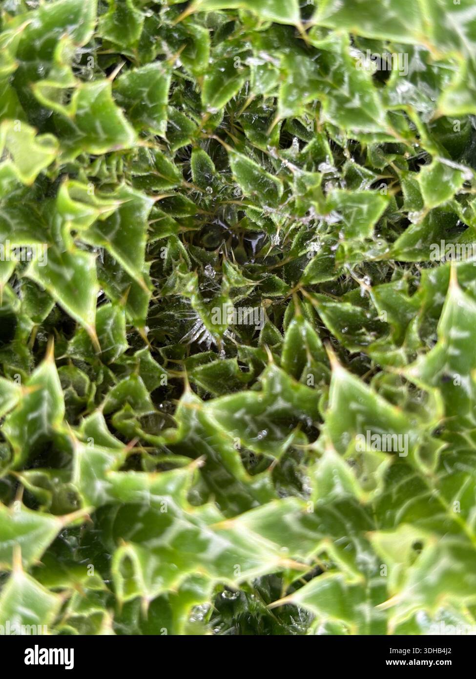 pianta spinosa con dettagli ghiacciati sulle foglie a basse temperature. Foto Stock
