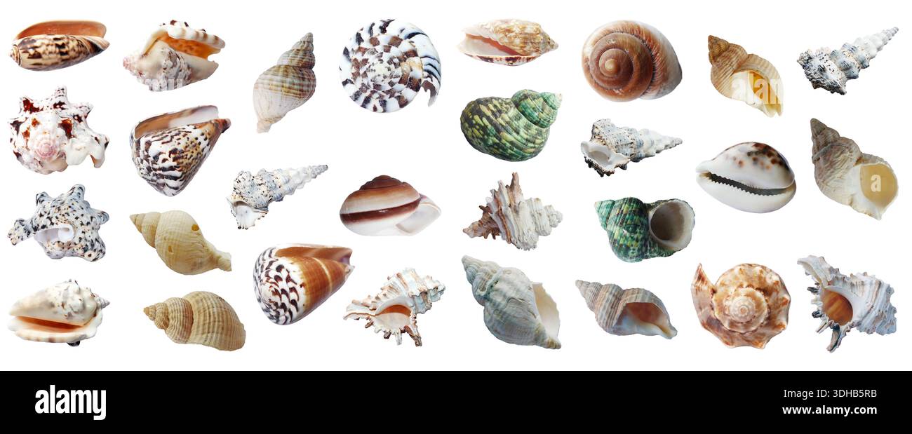 Sea Shells isolati Foto Stock