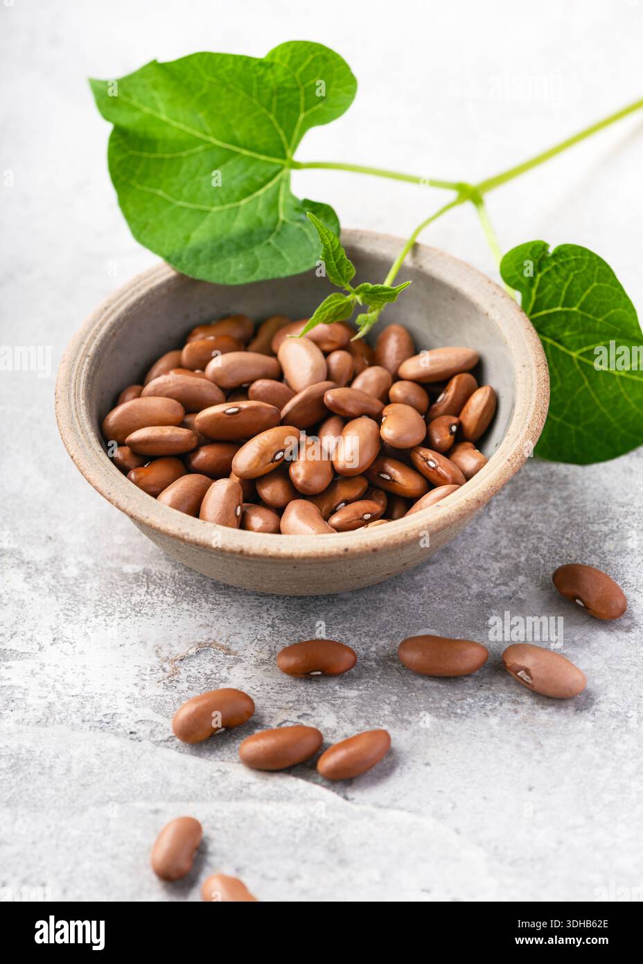 Fagioli di cannella secchi "Canela" (Phaseolus vulgaris) in un recipiente di argilla con foglie di fagioli giovani e vite. Foto Stock