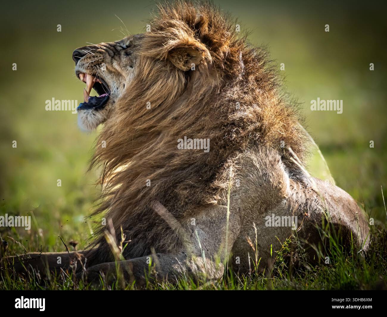Leone subito dopo l'accoppiamento su un tappeto d'erba, quando sia il maschio che la femmina diventano molto arrabbiati. Foto Stock
