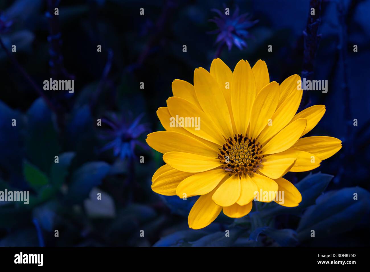 Fiore a margherita giallo in piena fioritura con centro scuro, contrasto vibrante su sfondo blu-verde sfocato Foto Stock