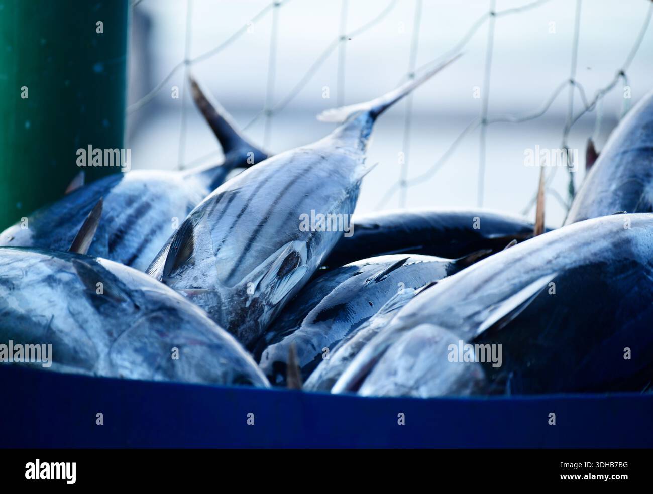 Primo piano di cesto pieno di pesce Bonito appena pescato. Maldive Foto Stock