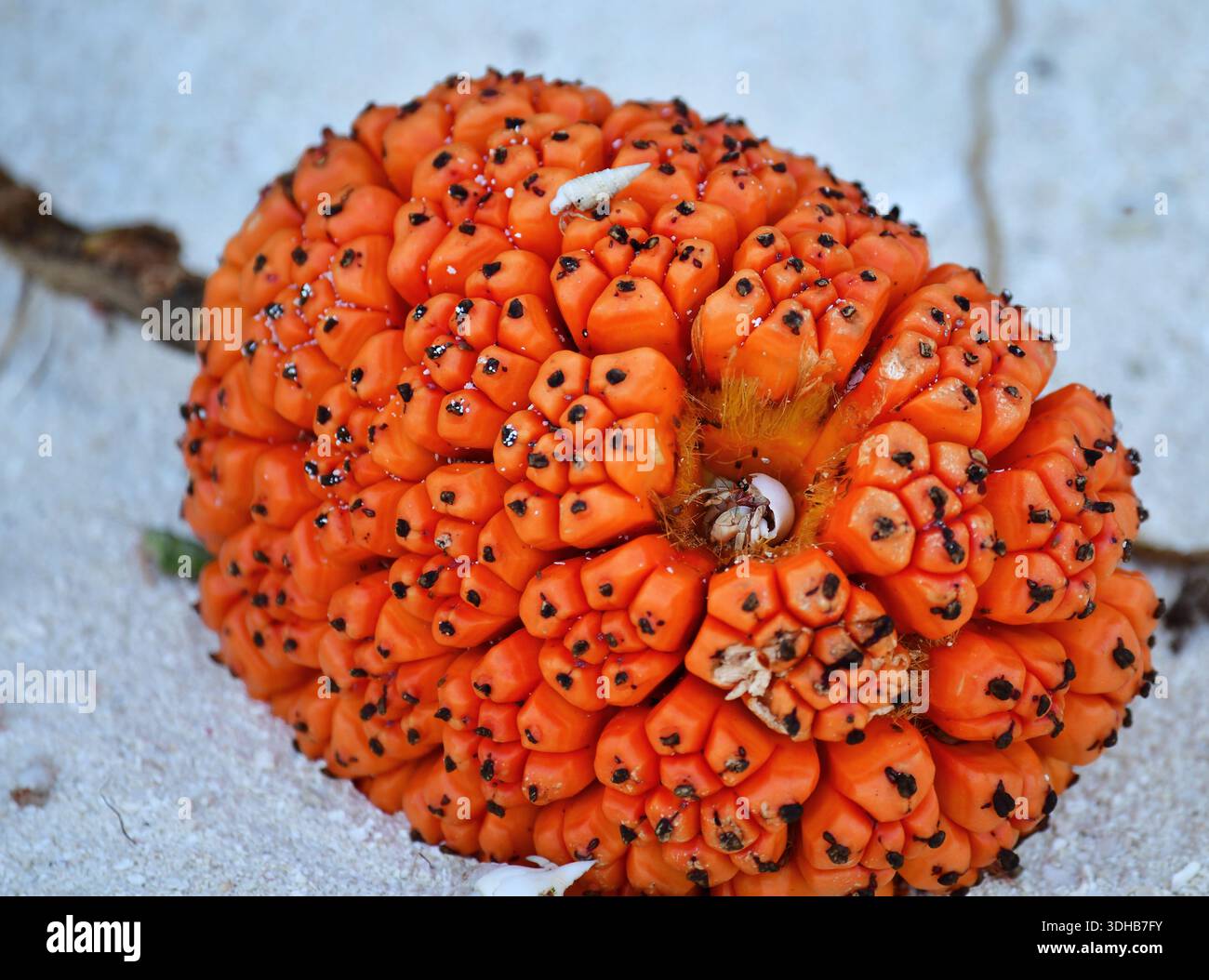 Granchio eremita in un Pandat maturo. Dhigurah, Isole Maldive, Asia Foto Stock