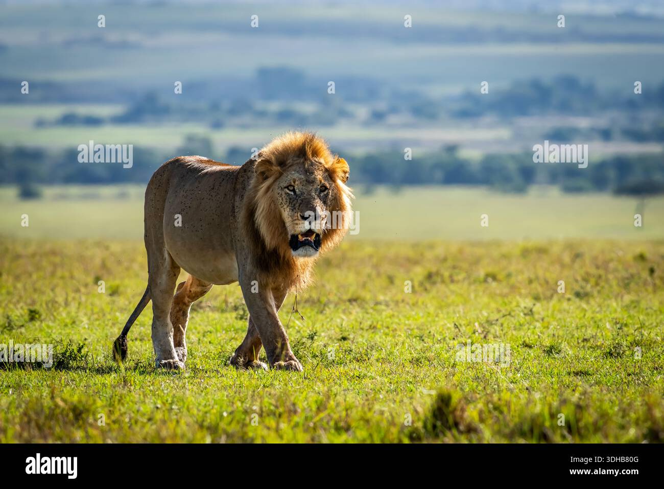 Un leone selvatico solitario che cammina lungo le praterie del Serengeti. Foto Stock