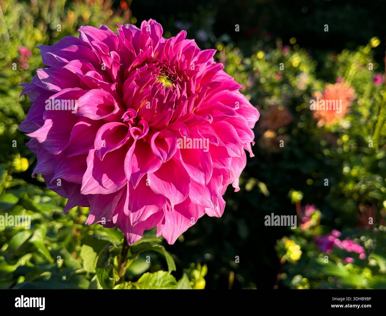 Incredibile fiore rosa dahlia Foto Stock