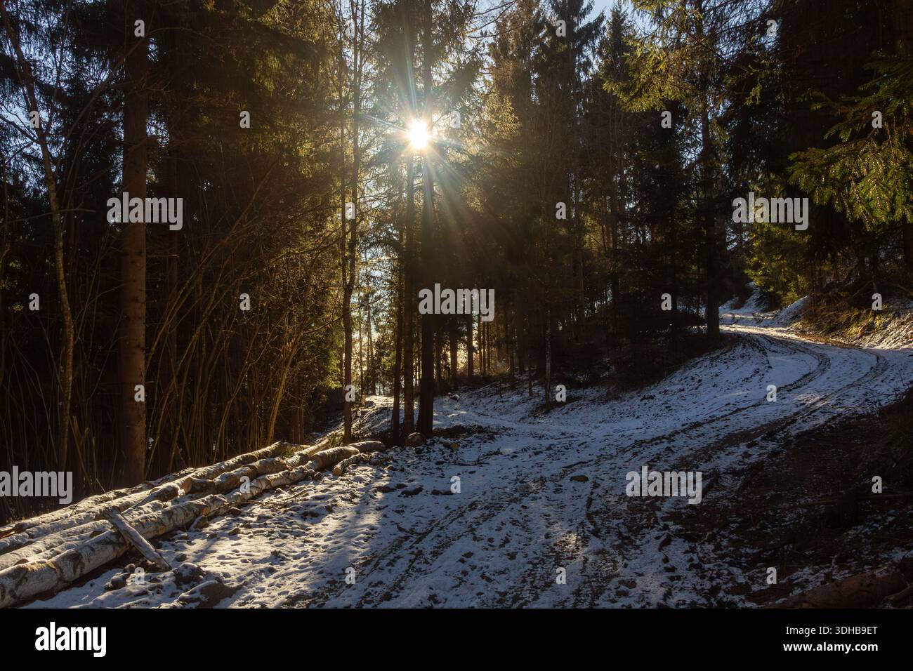 Passeggiata mattutina attraverso la foresta sulla montagna in un giorno d'inverno Foto Stock