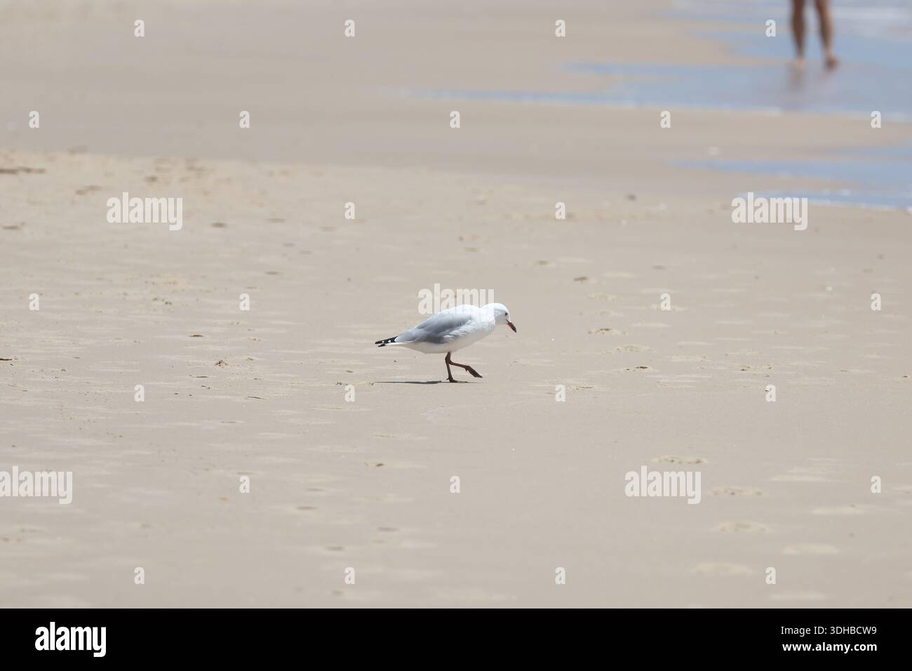 Persone che si godono una giornata di sole sulla spiaggia della Gold Coast, si rilassano sulla sabbia, nuotano e si immergono nello stile di vita costiero. Foto Stock