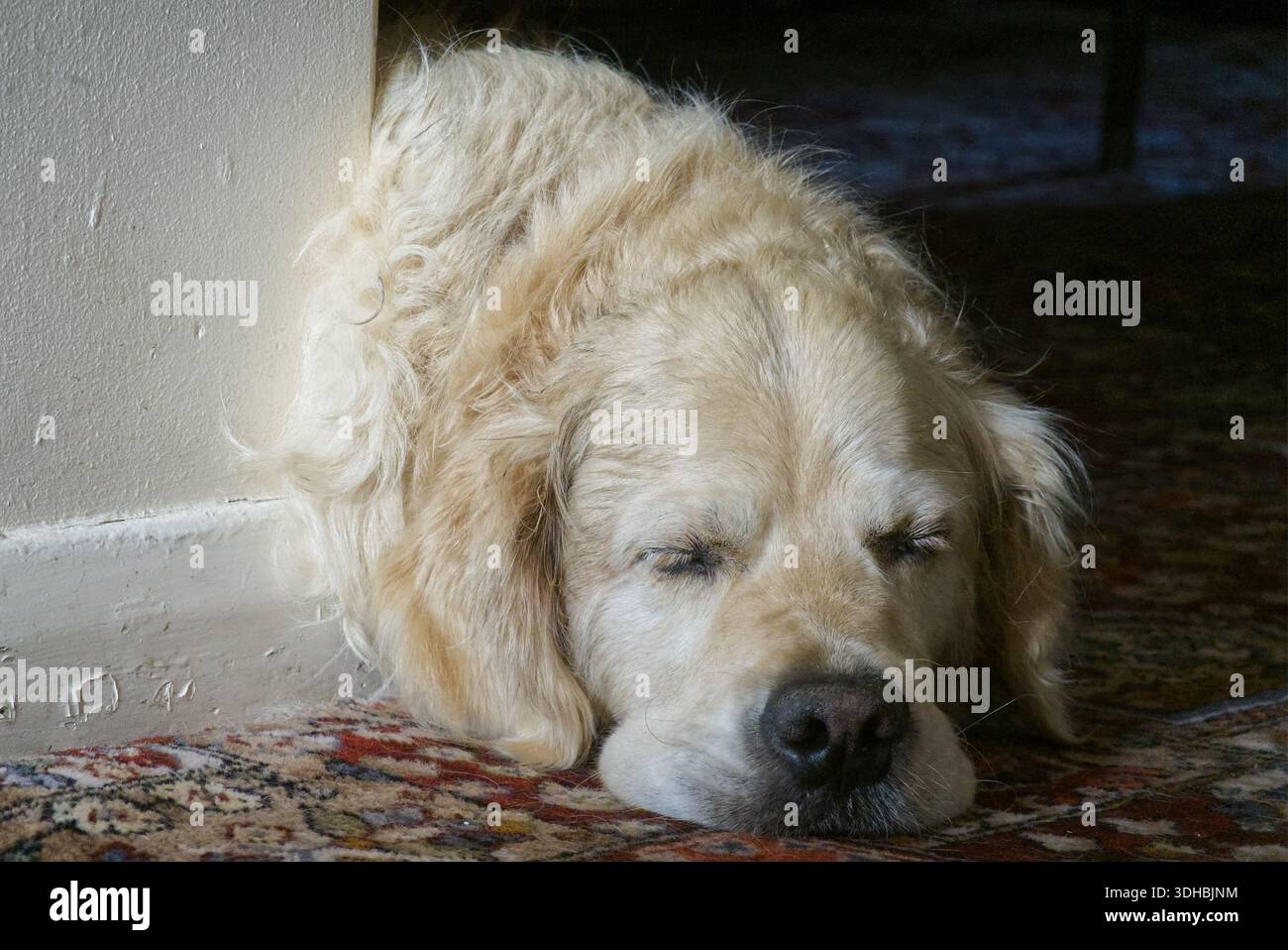 Cane dormiente Golden Retriever al chiuso. Foto Stock