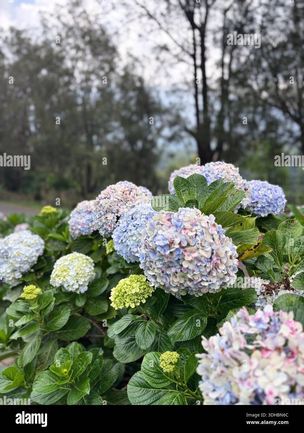 Ortensie fiorite con colori blu pastello, rosa e verde in un lussureggiante giardino, catturate alla luce naturale con profondità bassa di - Immagine stock catturata con smartphone