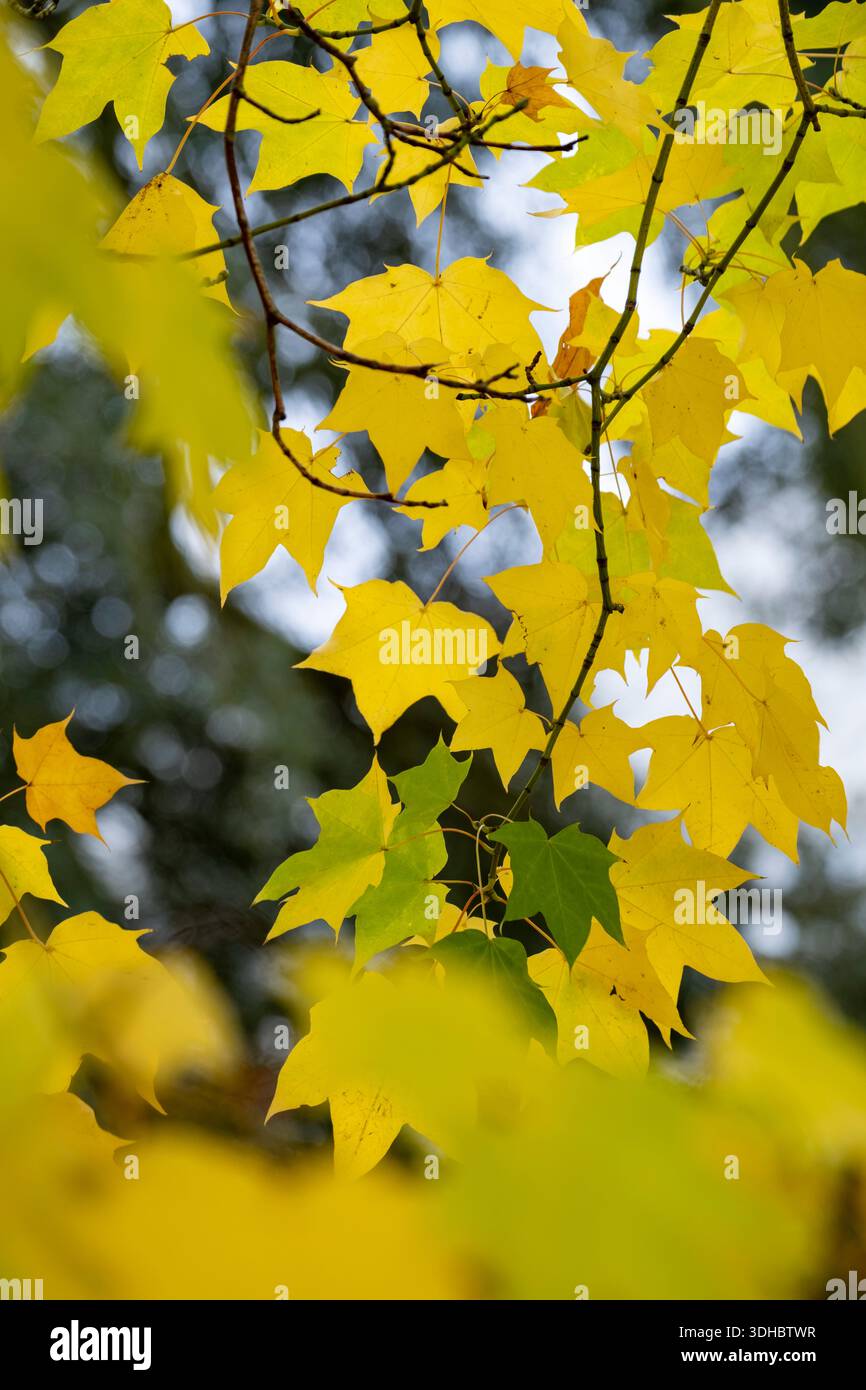 Acer Cappadocicum 'Aureum' Foto Stock